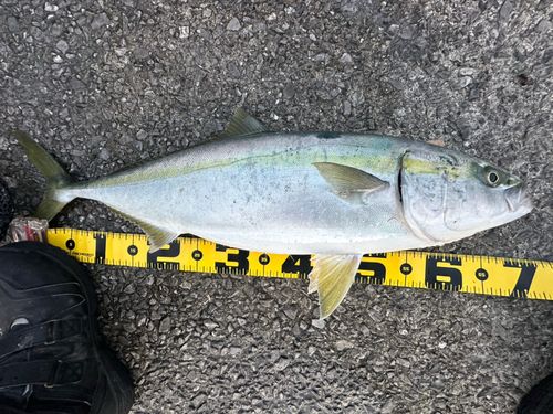 ヤズの釣果