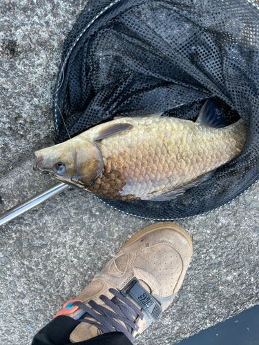 マブナの釣果