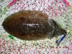 コウイカの釣果