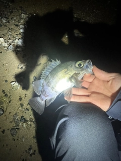 シロメバルの釣果