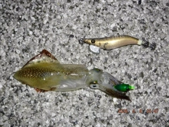 ヒイカの釣果
