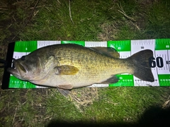ブラックバスの釣果