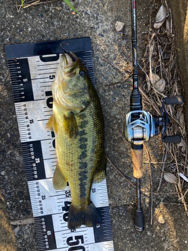 ラージマウスバスの釣果