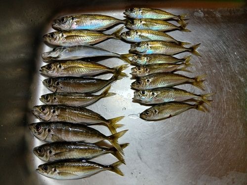 アジの釣果