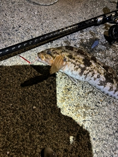 アイナメの釣果