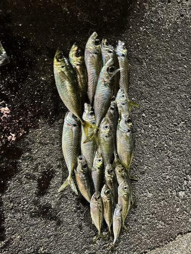 アジの釣果