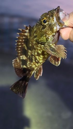 カサゴの釣果