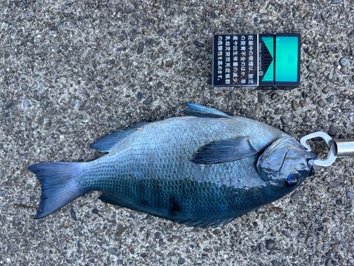クロメジナの釣果