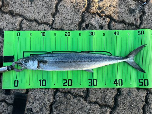 サゴシの釣果