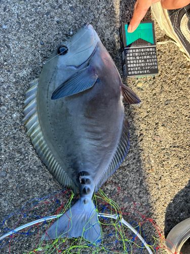 ニザダイの釣果