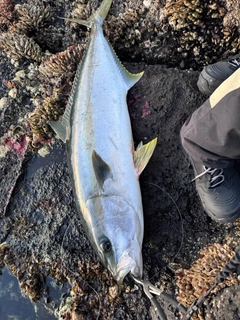 ヒラマサの釣果