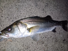 シーバスの釣果