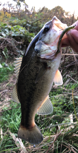 ブラックバスの釣果