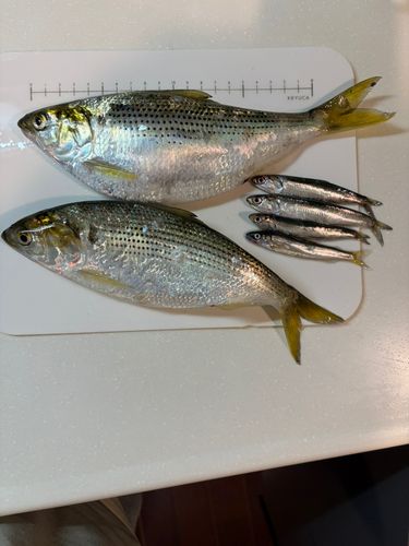 カタクチイワシの釣果
