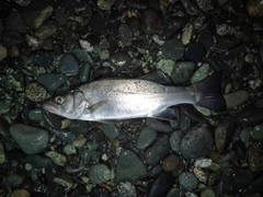 セイゴ（ヒラスズキ）の釣果