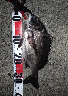 クロダイの釣果