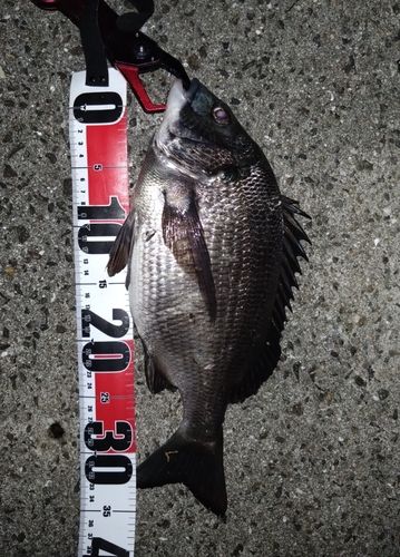 クロダイの釣果