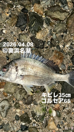 キビレの釣果