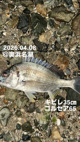 キビレの釣果