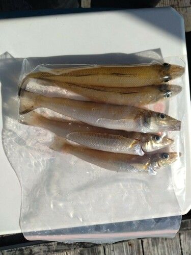キスの釣果