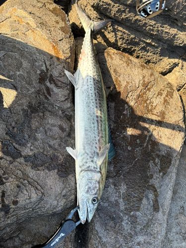 サワラの釣果
