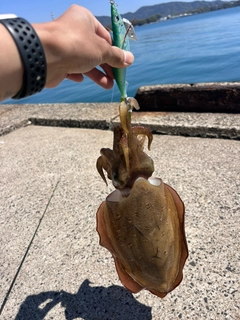 コウイカの釣果