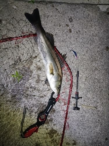 フッコ（タイリクスズキ）の釣果