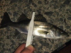 シーバスの釣果