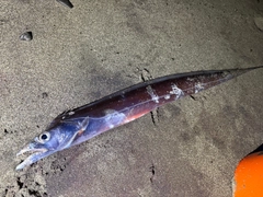 タチウオの釣果
