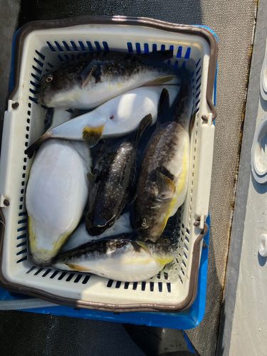 マフグの釣果