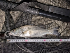 セイゴ（マルスズキ）の釣果