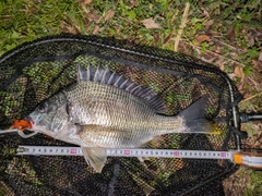 キビレの釣果