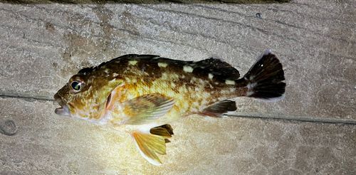 カサゴの釣果