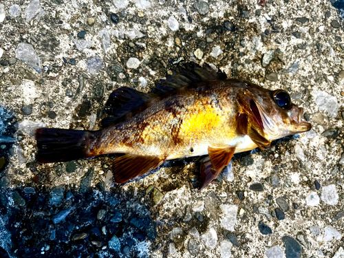 アカメバルの釣果