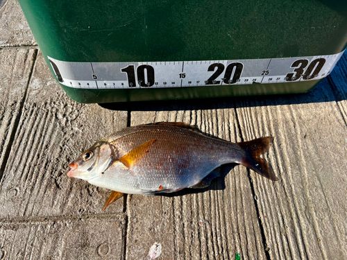 ウミタナゴの釣果