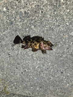 カサゴの釣果