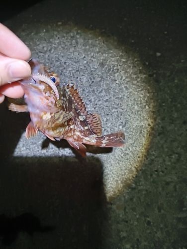 ガシラの釣果
