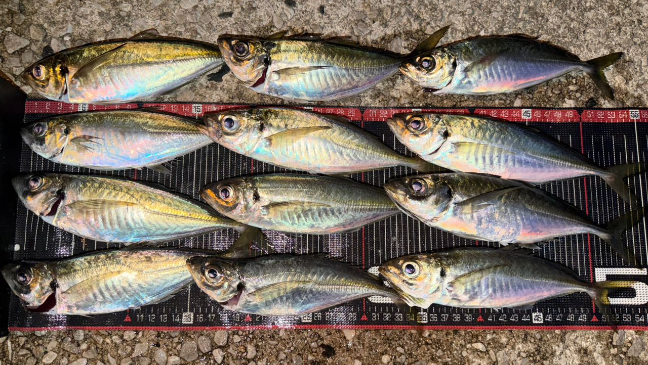 DAIWA 16アジング X 72L-Sの最安値・インプレ・釣果 | 本音の口コミが