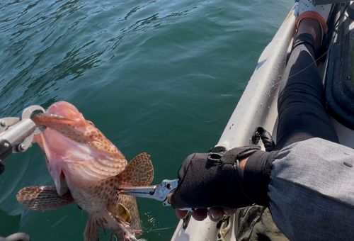 オオモンハタの釣果