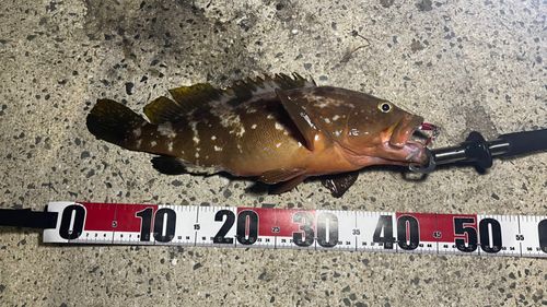 キジハタの釣果