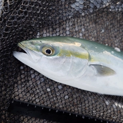 ツバイソの釣果