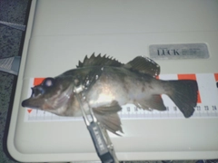 シロメバルの釣果