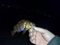 アカメバルの釣果