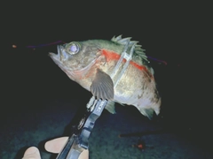 シロメバルの釣果