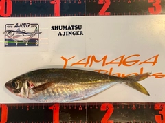 マアジの釣果