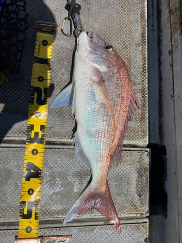 マダイの釣果