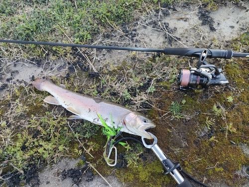 ニジマスの釣果