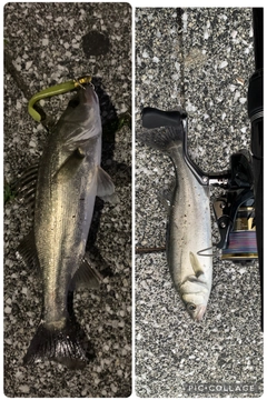 セイゴ（マルスズキ）の釣果