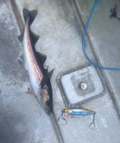 スケトウダラの釣果