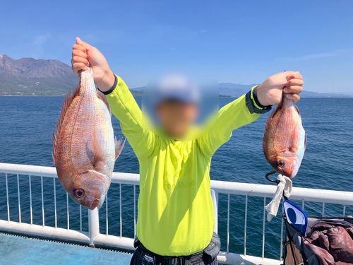 マダイの釣果